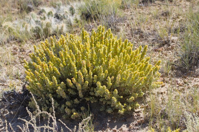 Atriplex canescens1