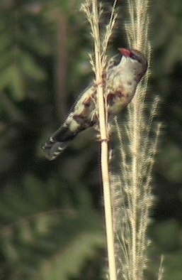 Avadavat, Red 1