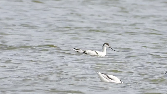 Avocet, Pied 2