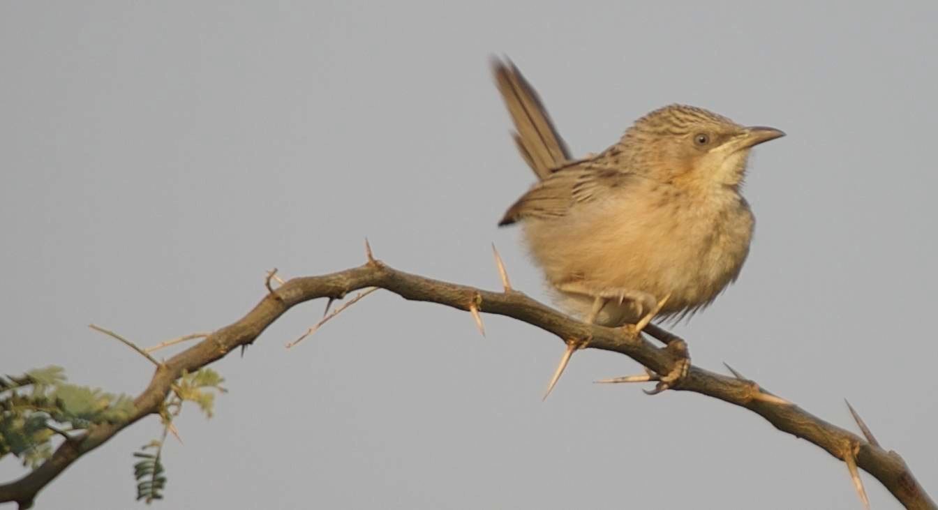 Babbler, Common 1