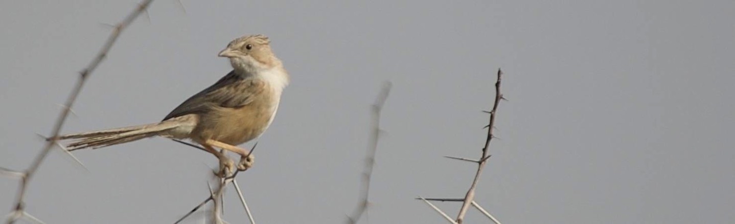 Babbler, Common 3