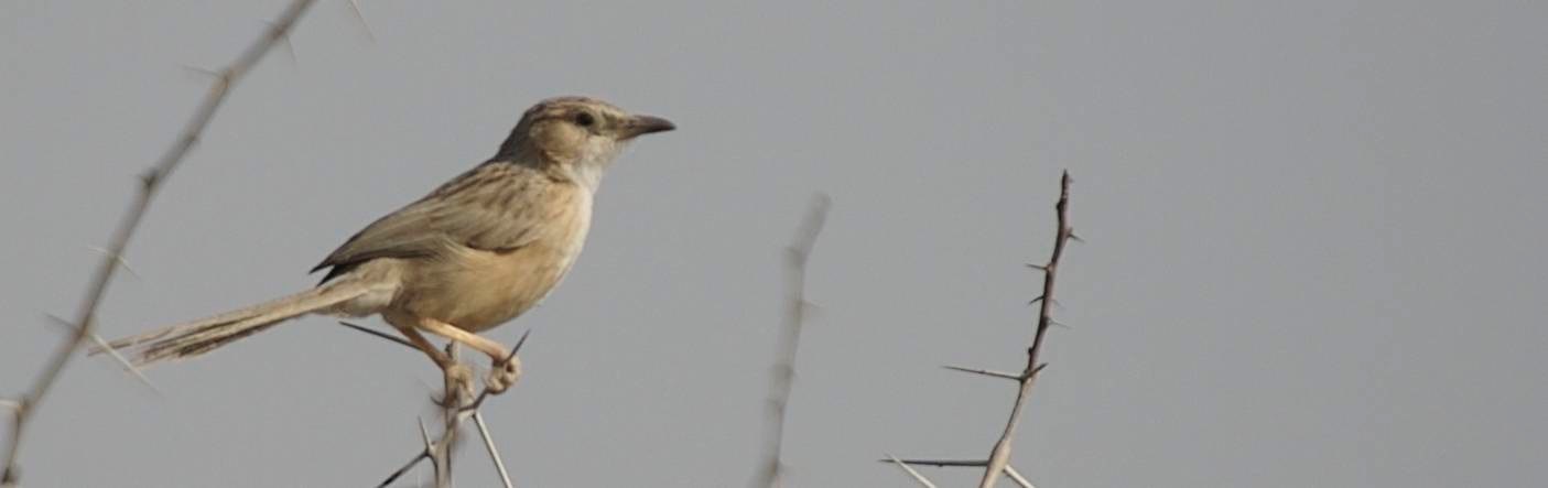 Babbler, Common 4