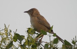 Babbler, Common 5