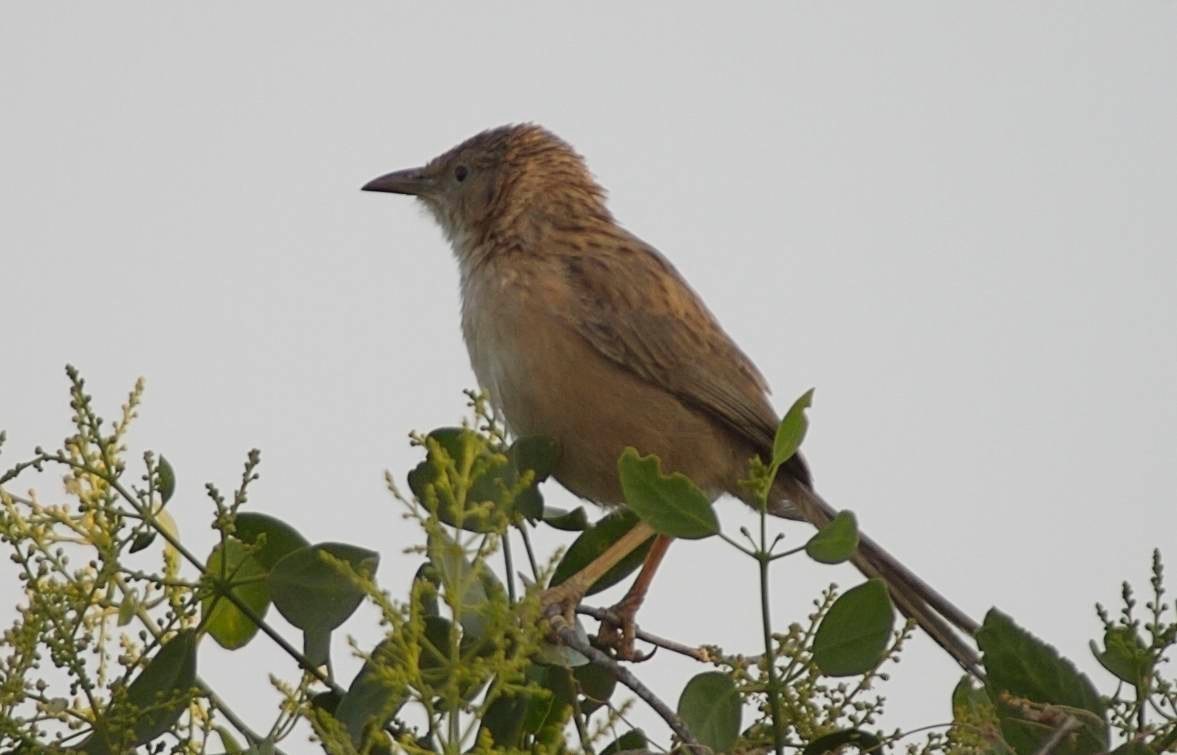 Babbler, Common 5