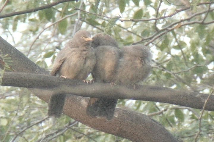 Babbler, Jungle 1