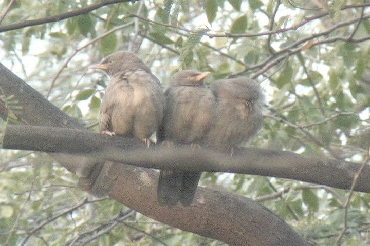 Babbler, Jungle 2