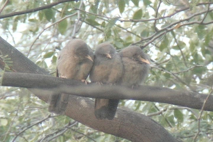 Babbler, Jungle 3