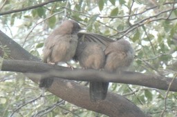 Babbler, Jungle 5