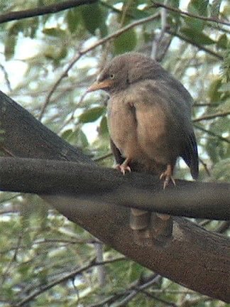 Babbler, Jungle 6