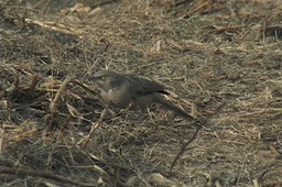 Babbler, Large Grey 3