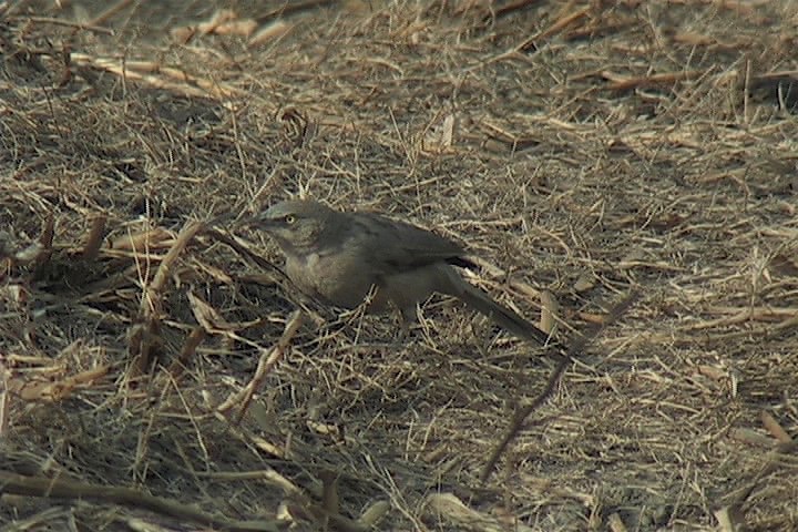 Babbler, Large Grey 3