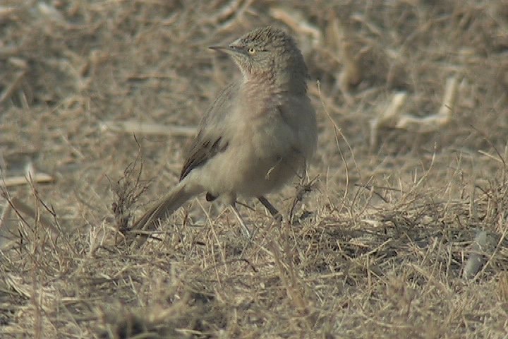 Babbler, Large Grey 7