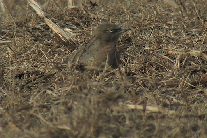 Babbler, Large Grey 8