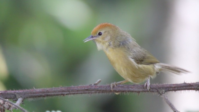 Babbler, Rufous-capped 1