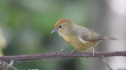 Babbler, Rufous-capped 2