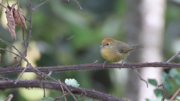 Babbler, Rufous-capped 3