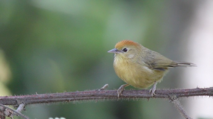 Babbler, Rufous-capped