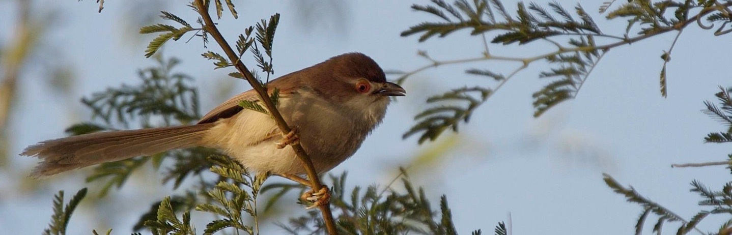 Babbler, Yellow-eyed 1