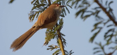 Babbler, Yellow-eyed 2