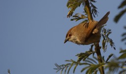 Babbler, Yellow-eyed. Chrysomma sinense