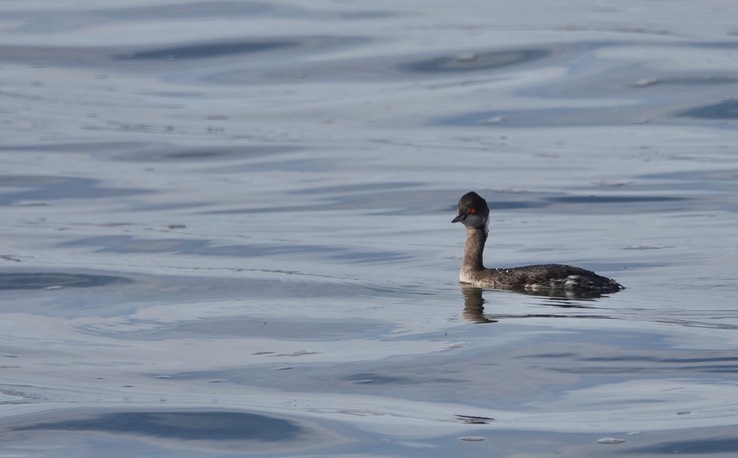 Bahia de los Angeles, Baja California, Eared Grebe, Podiceps nigricollis. 2
