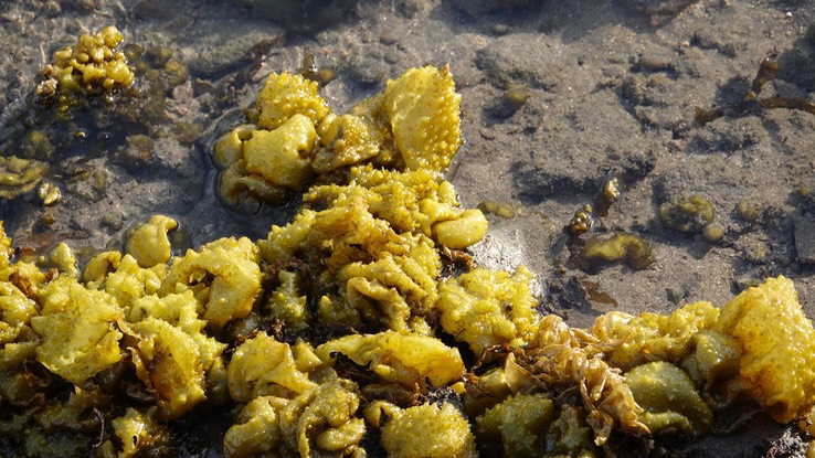 Bahia de los Angeles, Baja California, Soranthera ulvoidea Studded Sea Balloons (?)
