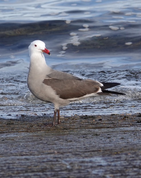 Bahia de los Angeles, Baja California, Heermann's gull, Larus heermanmi, 3