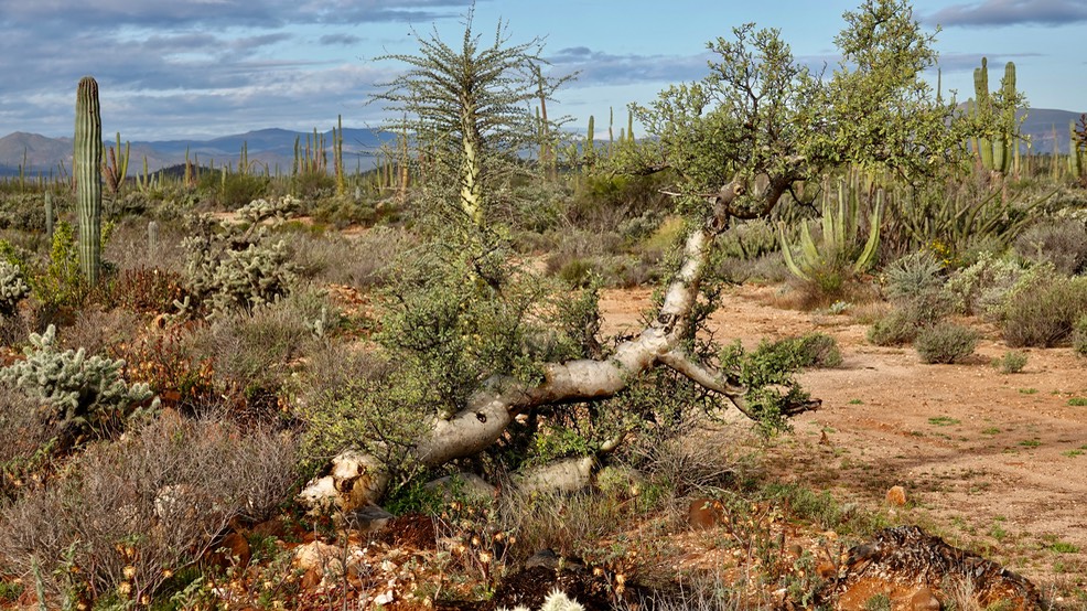 Baja Flora