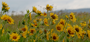 Balsamroot