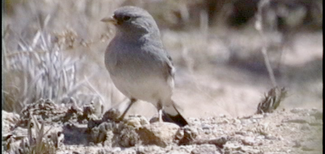 Band-tailed Sierra Finch