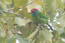 Barbet, Blue-throated 10