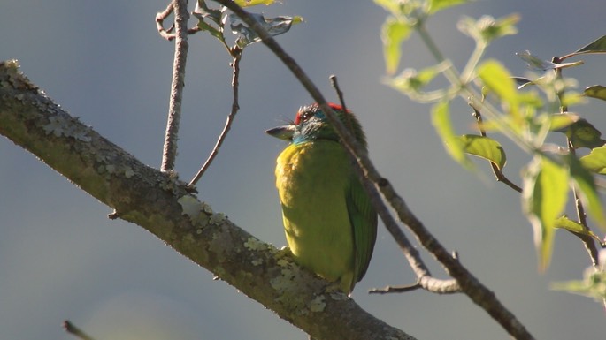 Barbet, Blue-throated 2