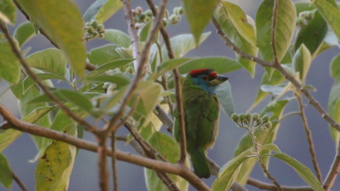 Barbet, Blue-throated 3