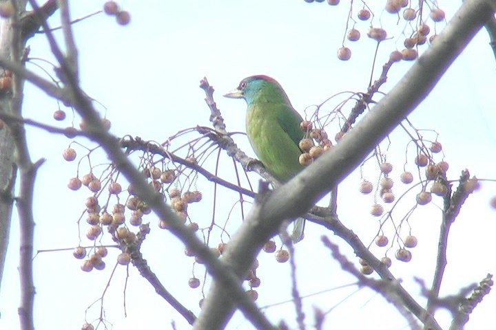Barbet, Blue-throated 4