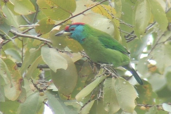 Barbet, Blue-throated 8