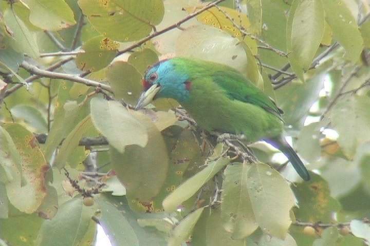 Barbet, Blue-throated 9