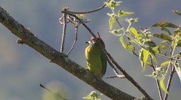 Barbet, Blue-throated