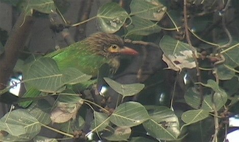 Barbet, Brown-headed 2