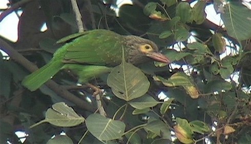 Barbet, Brown-headed 4