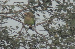 Barbet, Brown-headed 7