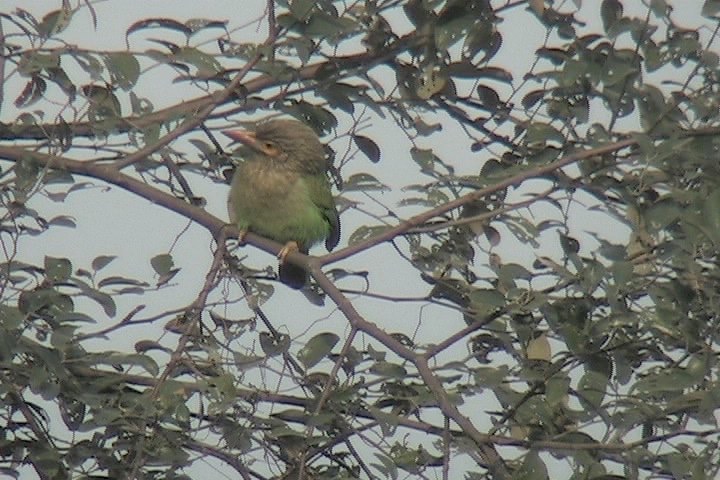 Barbet, Brown-headed 7