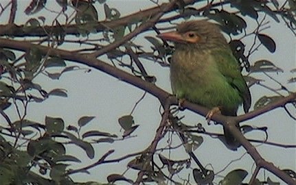 Barbet, Brown-headed 8