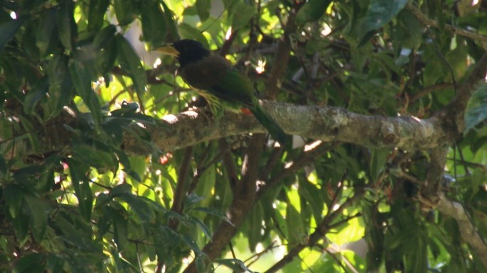 Barbet, Great 10