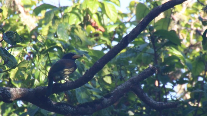 Barbet, Great 1