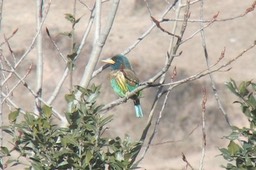 Barbet, Great 4