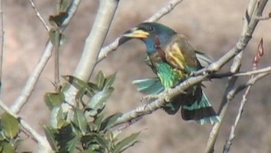 Barbet, Great 6