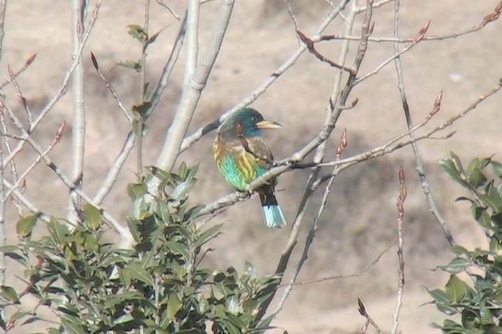 Barbet, Great 7