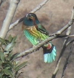 Barbet, Great 8