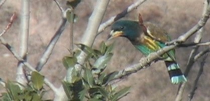 Barbet, Great 9