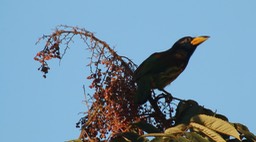 Barbet, Great